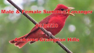 Summer Tanagers 2020 [upl. by Marcos]