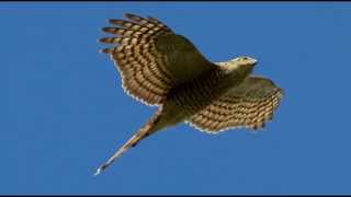 Sparrowhawk Bird Call Bird Song [upl. by Holmann]