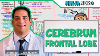 Neurology  Cerebrum Frontal Lobe Anatomy amp Function [upl. by Netta713]