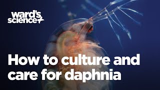 Caring and Culturing for Daphnia [upl. by Eiramnwad212]