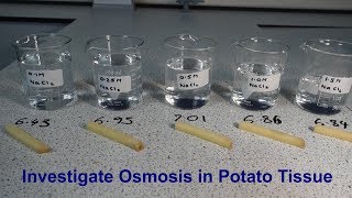 Osmosis Required Practical GCSE Biology [upl. by Girardo]