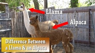 Llama vs Alpaca  Whats the difference [upl. by Asus]