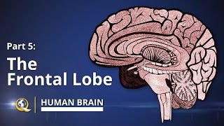 Frontal Lobe  Human Brain Series  Part 5 [upl. by Kym]