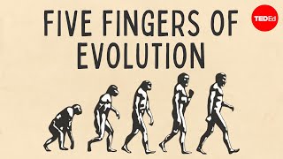 Five fingers of evolution  Paul Andersen [upl. by Tallbott]