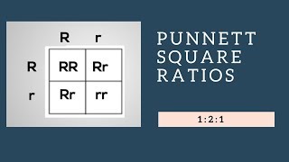 Genotypic Ratios and Phenotypic Ratios for Punnett Squares [upl. by Ainirtac]