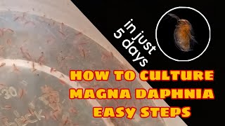 How to Culture Magna Daphnia Easily [upl. by Calia]