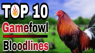 TOP 10 GAMEFOWL BLOODLINES [upl. by Amle30]