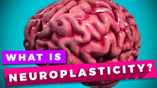 Neuroplasticity and learning explained [upl. by Essila]