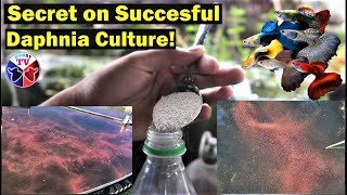 How to Culture Daphnia Successfully [upl. by Ergener]