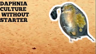 HOW TO CULTURE DAPHNIA NATURALLY WITHOUT A STARTER [upl. by Rennat]