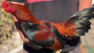 Best Asil Broodcocks 2021 Gamefowl [upl. by Sherborn]