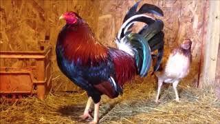 How to Start Gamefowl Breeding 2 [upl. by Nhabois]