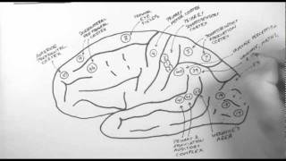 Brain Anatomy 2  Functional Cortical Anatomy Lateral Surface [upl. by Ariajaj]