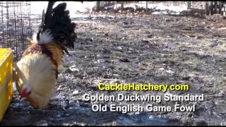 Golden Duckwing Standard Old English Game Fowl Breeder Flock [upl. by Thurmond656]