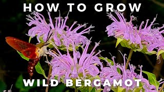 Complete Guide to Wild Bergamot Monarda Fistulosa [upl. by Eiten903]