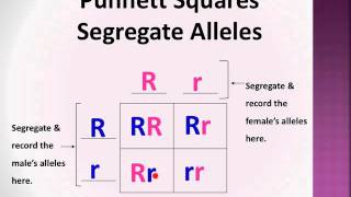 BioLect Punnett Squares P F1 amp F2 generations [upl. by Ned]