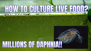 How to Culture Daphnia Secret Method to Breed MILLIONS  Simply Aquatic [upl. by Ona]