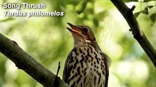 Song Thrush Birdsong [upl. by Rowen102]