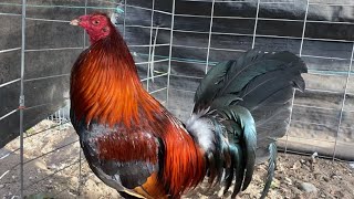 Top Gamefowl Breeder in USA [upl. by Caras302]