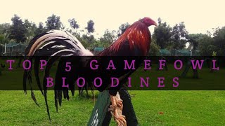 TOP 5 GAMEFOWL BLOODLINES [upl. by Anais872]