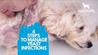 4 Simple Steps to Manage Yeast Infections in Dogs [upl. by Lyrahs69]