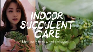 3 Tips for Indoor Succulent Care  Houseplants  Indoor Garden [upl. by Enywtna]