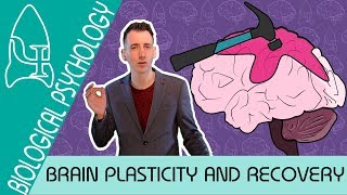 Brain Plasticity and Functional Recovery  Biological Psychology AQA ALevel [upl. by Brodsky]