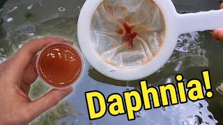 How I Culture Daphnia In Outdoor Tubs [upl. by Canter]