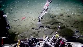 Spectacular Methane Hydrate Bubble Plumes  Nautilus Live [upl. by Anaujahs80]