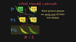 Mendels P F1 and F2 Generations Explained [upl. by Aronel]