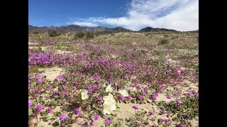 Abronia villosa sand verbena [upl. by Flita]