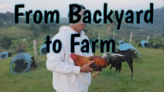 How to start Gamefowl Breeding ProperlyFarmboys Way [upl. by Eceined]