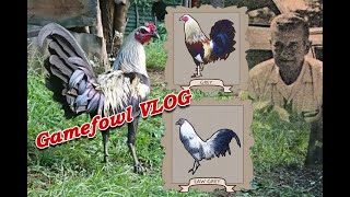 History of Grey Bloodline Gamefowl VLOG [upl. by Dimitry700]