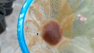 How to culture daphnia moina in a small container Part 1 English Subtitle [upl. by Ayle]