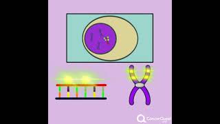 Fluorescent In Situ Hybridization FISH [upl. by Elnore]