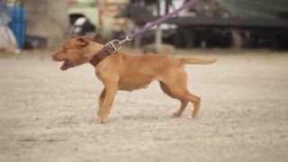 INTERVIEW WITH A GAME AMERICAN PIT BULL TERRIER BREEDER [upl. by Neroc668]