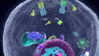 Apoptotic Pathways [upl. by Cowden]