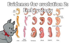 Evidence for Evolution  Embryology [upl. by Rebhun]