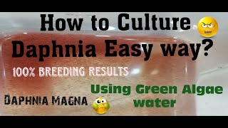 Daphnia MagnaHow to Culture Daphnia Easy wayCulturing Daphnia using Green water Daphnia [upl. by Cirtemed977]