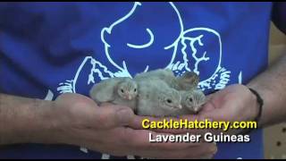 Lavender Guinea Fowl Breed  Guinea Keets  Cackle Hatchery [upl. by Ethelda818]