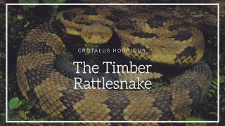 Crotalus Horridus The Timber Rattlesnake Episode 2 [upl. by Pattani]