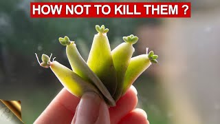 10 TIPS amp TRICKS TO GROWING SUCCULENTS AND CACTI  SUCCULENT CARE TIPS [upl. by Milty]