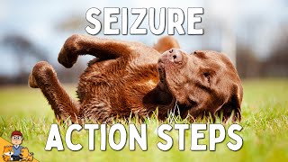 What to Do When Your Dog has a Seizure [upl. by Trevethick502]