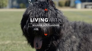 ALL ABOUT LIVING WITH BOUVIER DES FLANDRES [upl. by Eitten]