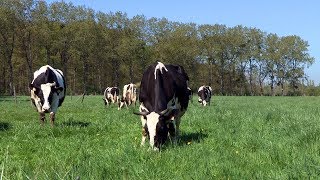 Lélevage bio des vaches laitières à la Bergerie nationale [upl. by Amorette]