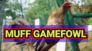 MUFF GAMEFOWL [upl. by Adnohsor]