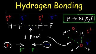 Hydrogen Bonds In Water Explained  Intermolecular Forces [upl. by Carothers]