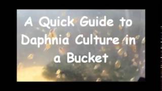 How to culture daphnia outside [upl. by Aiekan103]