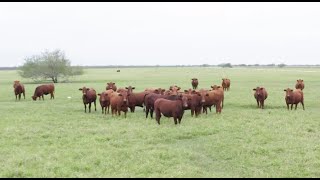 RFDTV American Rancher featuring Red Angus and the American Red Program  January 2020 [upl. by Naleag788]