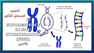 Fluorescence in situ hybridization FISH HD animation  بالعربى  التهجين الموضعي التألقي [upl. by Nivlem]